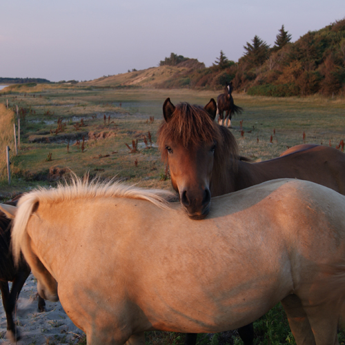 Fotografie der Pferde am Limfjorden... abends ist Kuscheln Pflicht!